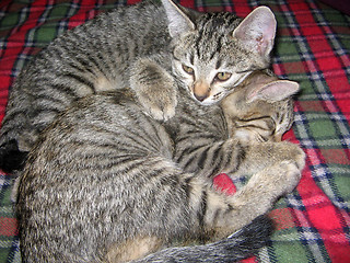 Image showing Cat Love