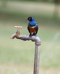 Image showing SUPERB STARLING