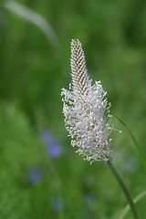 Image showing Hoary plantain