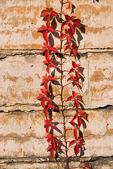 Image showing Virginia creeper