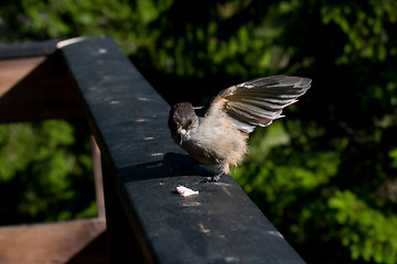 Image showing Siberian jay