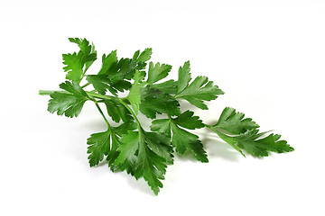 Image showing Lovage