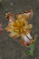 Image showing Iris