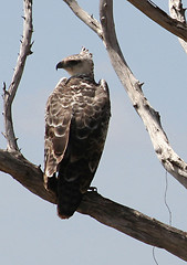 Image showing CROWNED EAGLE