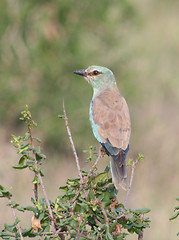 Image showing EURASIAN ROLLER