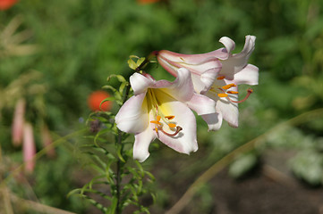 Image showing White lily