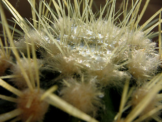 Image showing The lake on a cactus