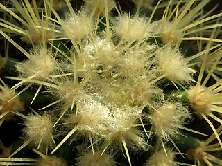 Image showing Silver thread  on a cactus