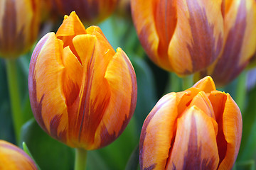 Image showing tulips