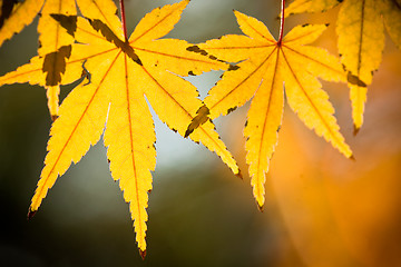 Image showing maple leaf