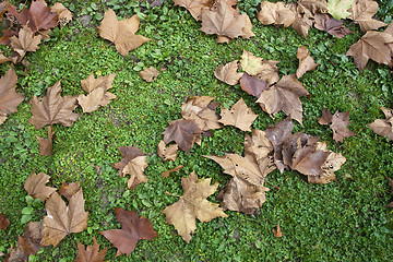 Image showing autumn leaf