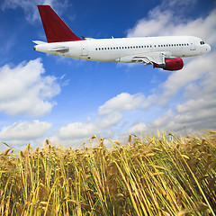 Image showing airplane and wheat field