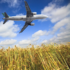 Image showing airplane and wheat field