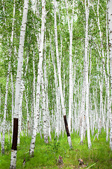 Image showing birch