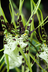 Image showing Spider Orchid