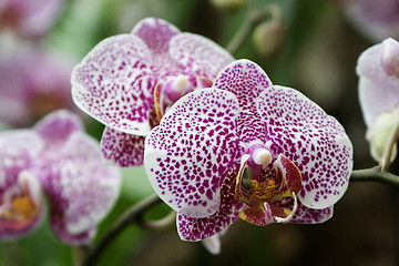 Image showing Phalaenopsis, Orchid