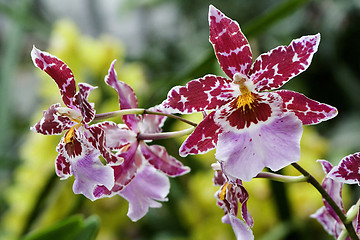 Image showing Odontoglossum, Orchid