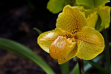 Image showing Lady's-slipper, Orchid