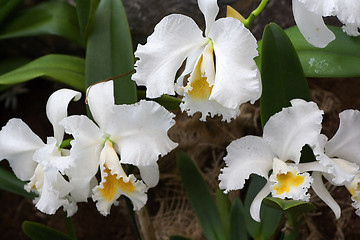 Image showing Cattleya, Orchid