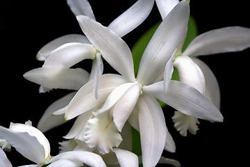 Image showing Cattleya, Orchid