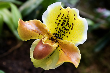 Image showing Lady's-slipper, Orchid