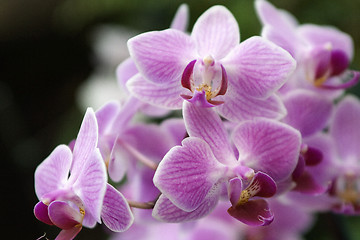 Image showing Phalaenopsis, Orchid