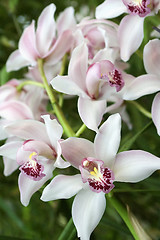 Image showing Cymbidium, Orchid