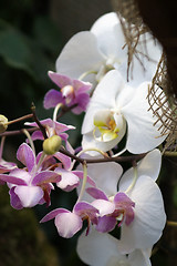 Image showing Phalaenopsis, Orchid