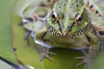 Image showing frog