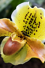 Image showing Lady's-slipper, Orchid