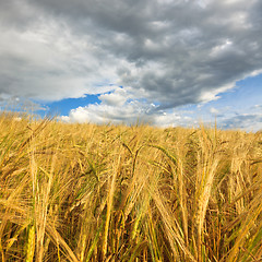 Image showing Wheaten field