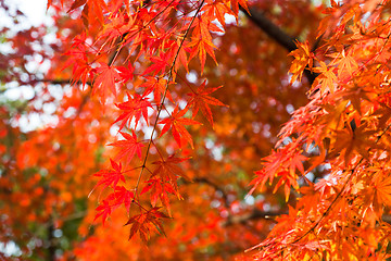 Image showing maple leaf