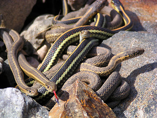 Image showing garter snakes, with old and new skin