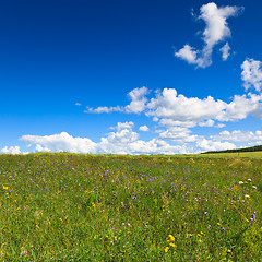 Image showing scene of the meadow