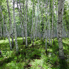 Image showing birch