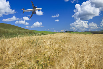 Image showing airplane and wheat field