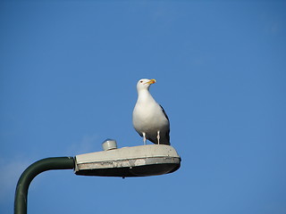 Image showing proud