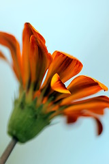 Image showing gazania