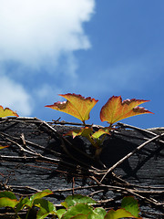 Image showing Vine Growing On Wood