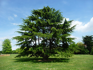 Image showing Tree In Clayhall Park 