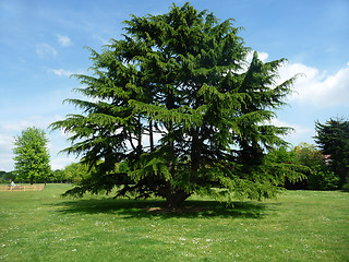 Image showing Tree In Clayhall Park 