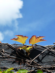 Image showing Vine Growing On Wood