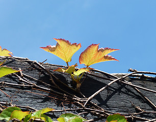 Image showing Vine Growing On Wood