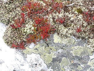 Image showing Rock with moss