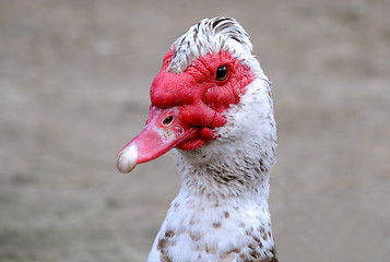 Image showing Muscovy Duck' Head