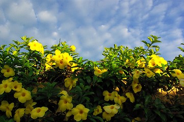 Image showing Yellow flower