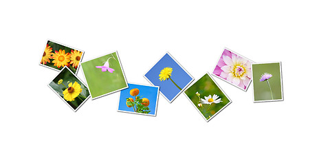 Image showing flowers collage