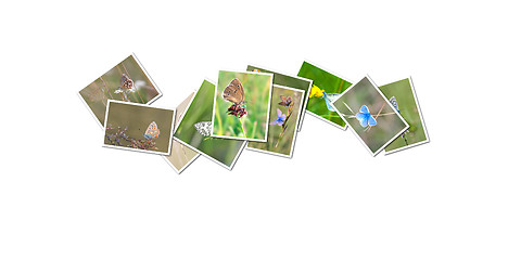 Image showing butterfly collection