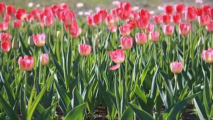 Image showing Pink tulips