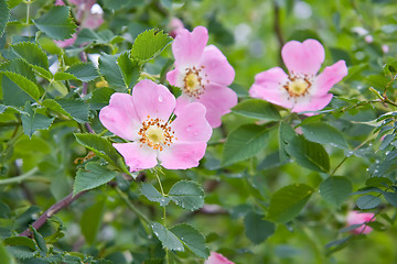 Image showing Dog rose Rosa canina flowers with water drops